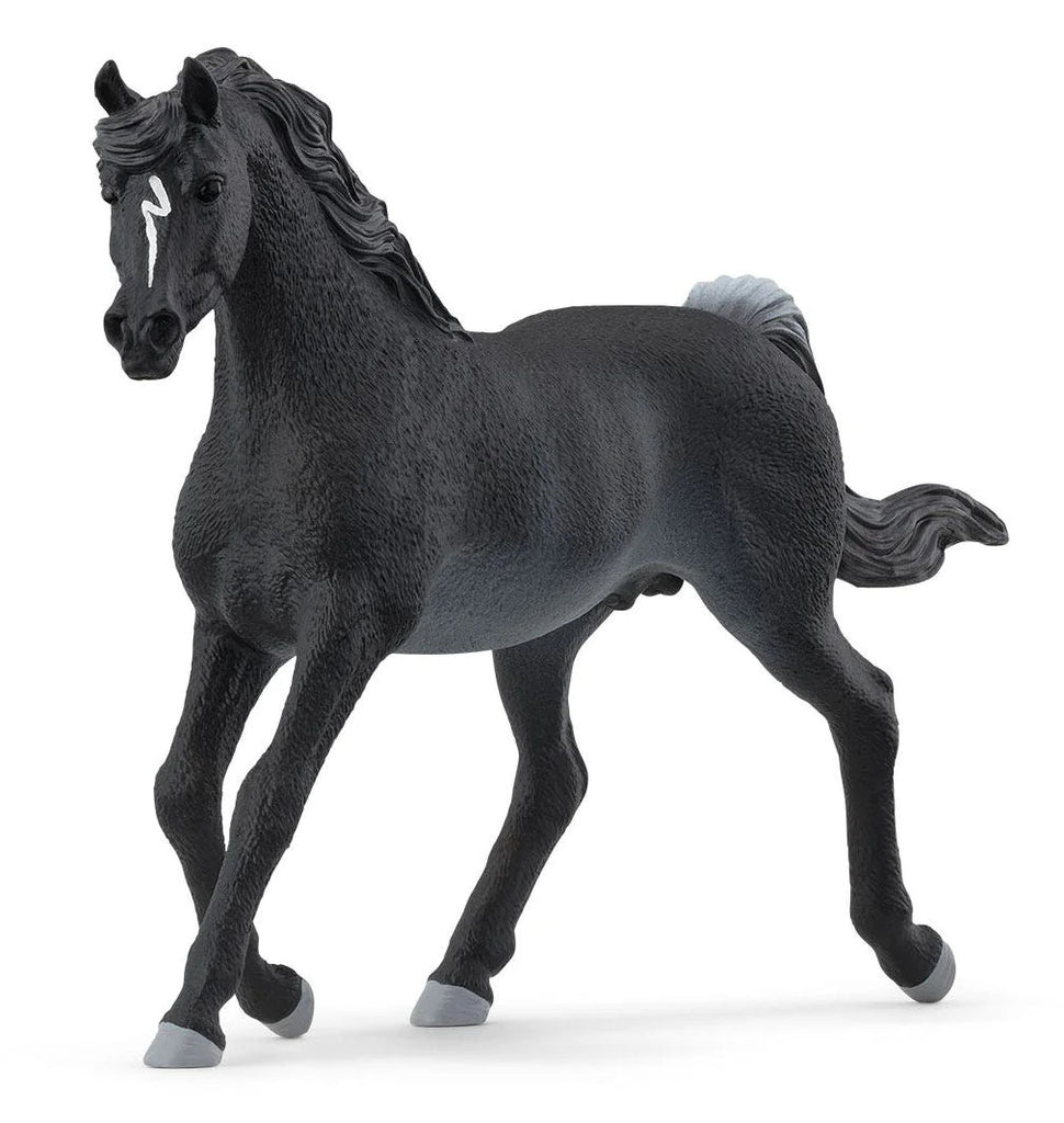 #13981 Rabicano Arabian Stallion
