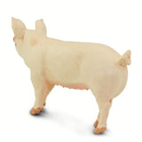 #100269 Large White Pig