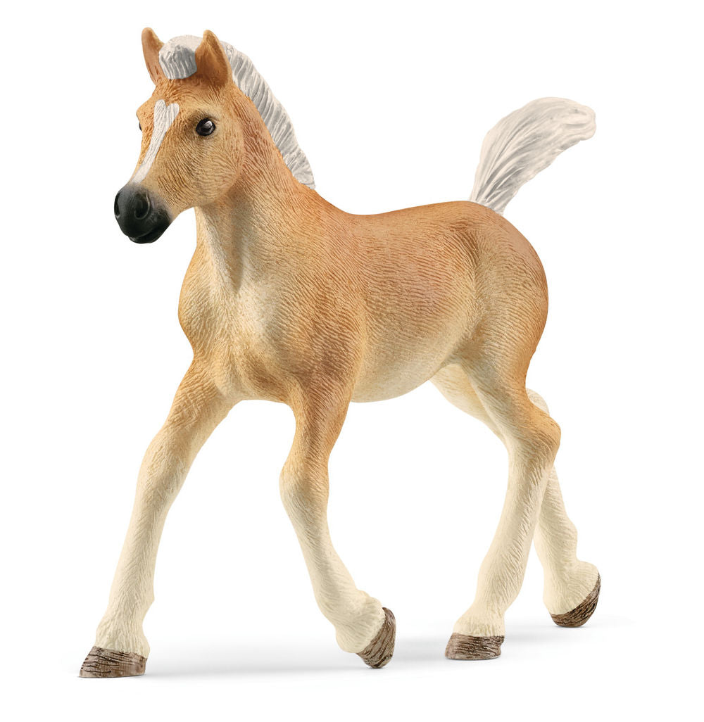 #13951S Haflinger Foal