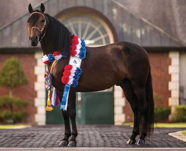 1860 1/9 Vivaldi de Besilu Paso Fino Stallion Action Toys