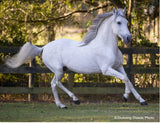 #B-TR-10808 1/9 Caprechio del Richeulo, Paso Fino Stallion