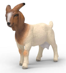 #14929S Boer Goat Doe