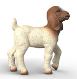 #14930S Boer Goat Kid