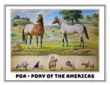 #1883 1/9 Pony of the Americas, Ideal Series