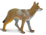#227229 Coyote