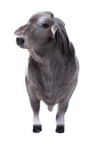 #500253 1/16 Gray Brahma Bull