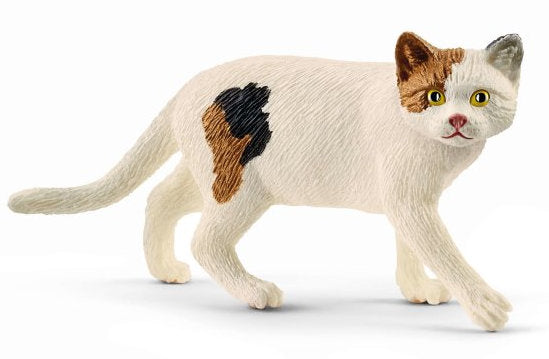 #13894 American Shorthair Cat