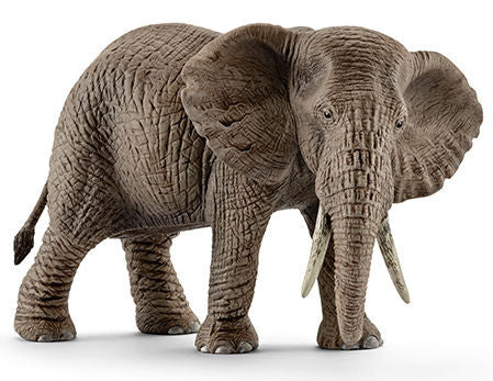 #14761 African Elephant, Female