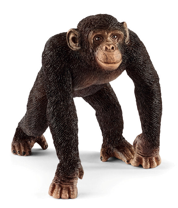 #14817 Chimpanzee Male
