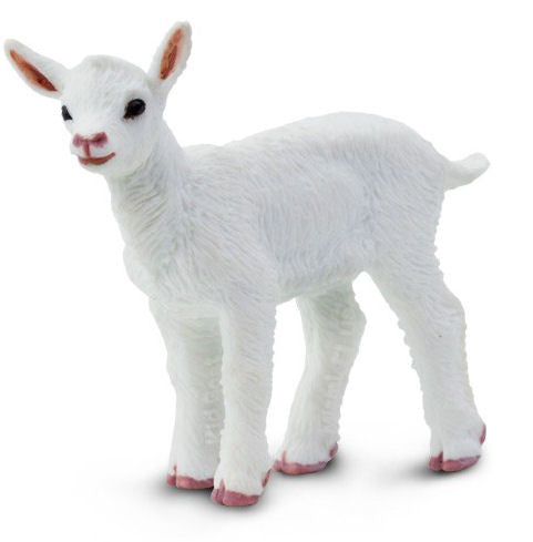 #161229 Kid Goat
