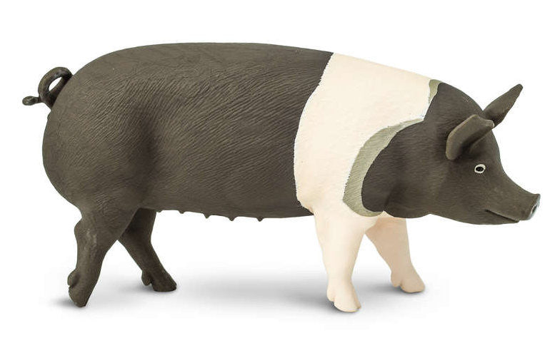 #161829 Hampshire Pig