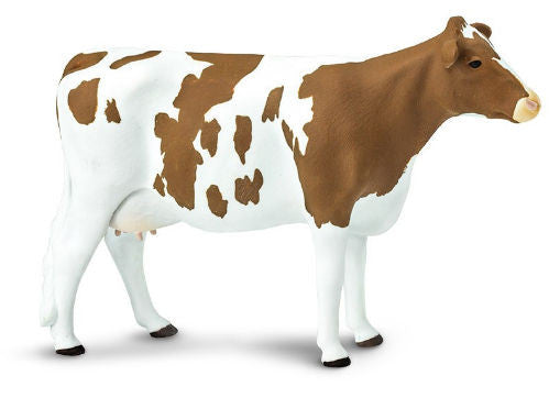 #162129 Ayrshire Cow