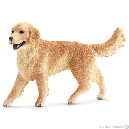 #16395 Golden Retriever Female