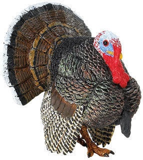 #242929 Male Turkey